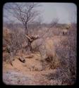 Possessions: //Guashi on the ground, with a person's possessions hanging in a tree nearby