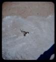 Scorpions: Overhead view of a scorpion