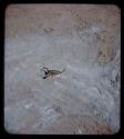 Scorpions: Overhead view of a scorpion