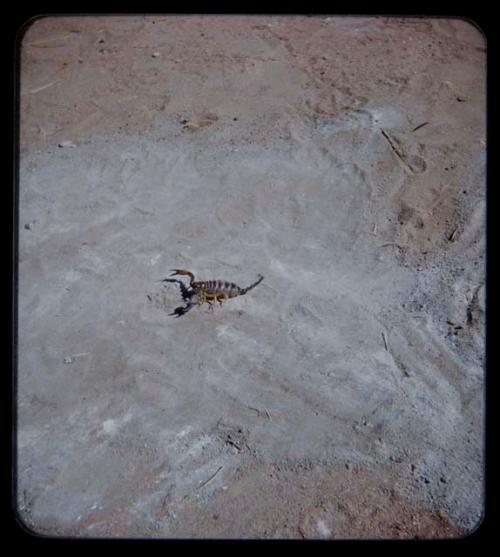 Scorpions: Overhead view of a scorpion