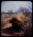 Skerm: Skerms of bushes with grass laid on top