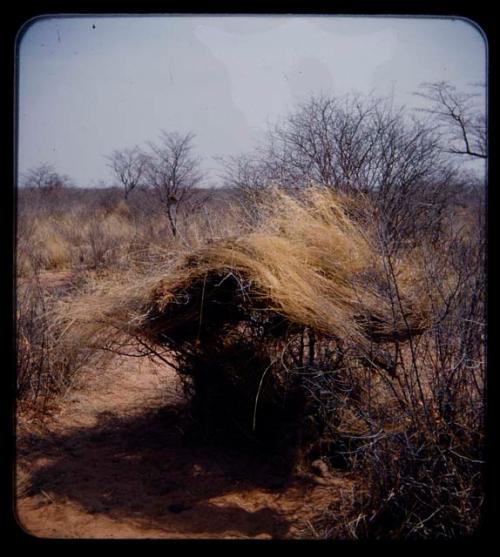 Skerm: Skerms of bushes with grass laid on top