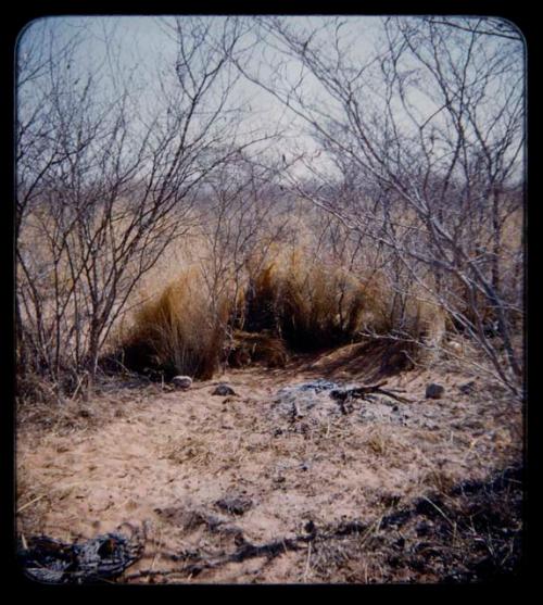 Skerm: Branches on the ground, with grass laid partway to top