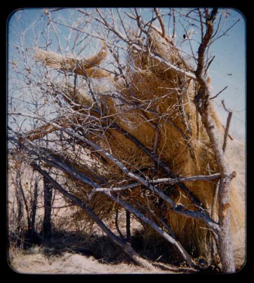 Skerm: Windbreak type of skerm, with branches and grass on one side only