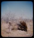 Skerm: Windbreak type of skerm, showing branches and grass on one side only, and a tree with a person's possessions