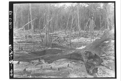 Fork of Fallen Mahogany Tree in Milpa