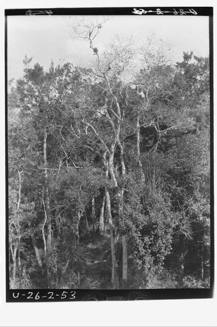 Bush from top of temple