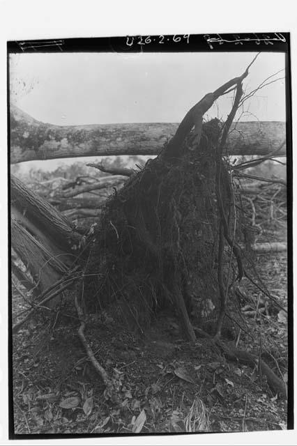 Roots of Fallen Tree