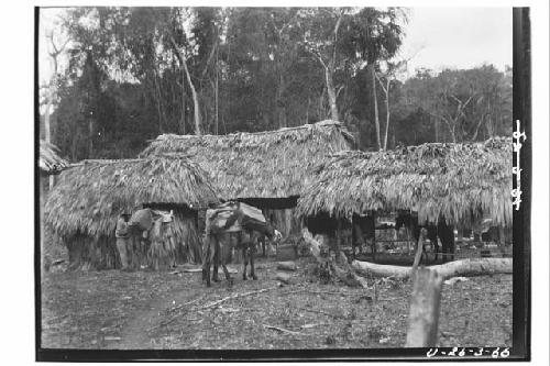 Pack mules arriving in camp