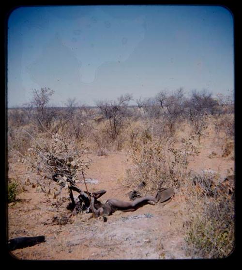 Sleep: Man lying down and resting, with his head placed under a tree