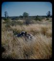 Stones: Pile of stones in grass