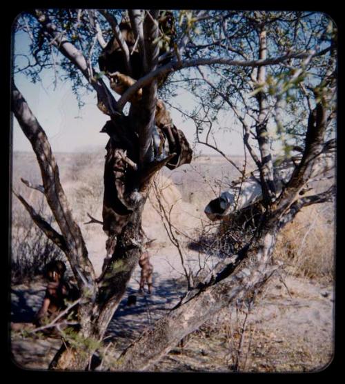 Storage: Possessions hung in trees