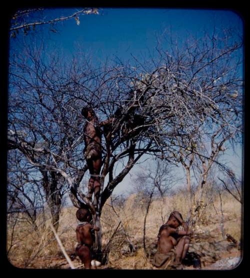 Storage: Man showing possessions hung in a tree, with a child standing below and a woman sitting nearby