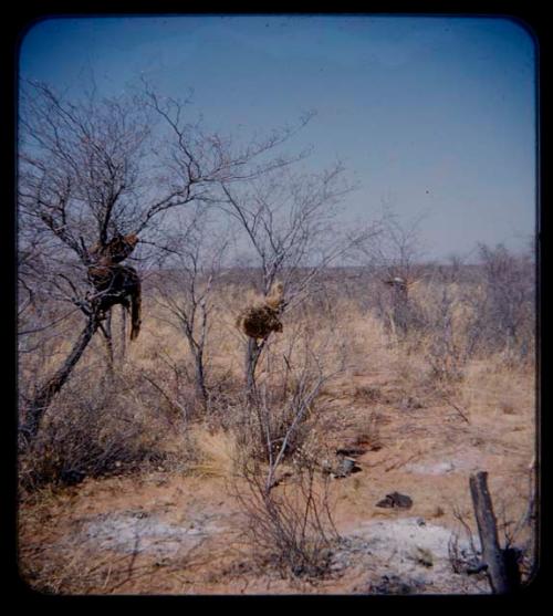 Storage: Possessions hung in trees