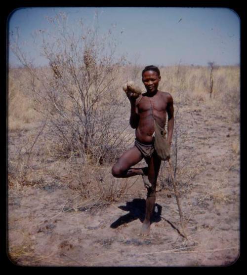 Standing: Man standing with one foot, leaning on a digging stick and holding a root in his hand