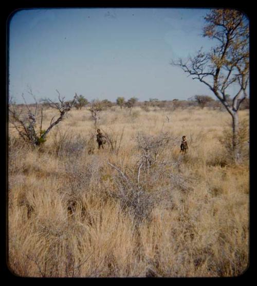 Walking: Woman walking with loaded kaross through grass, with a girl behind