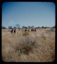 Walking: Group of people in single file walking through grass