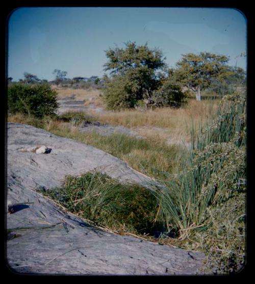 Waterhole: View of a waterhole