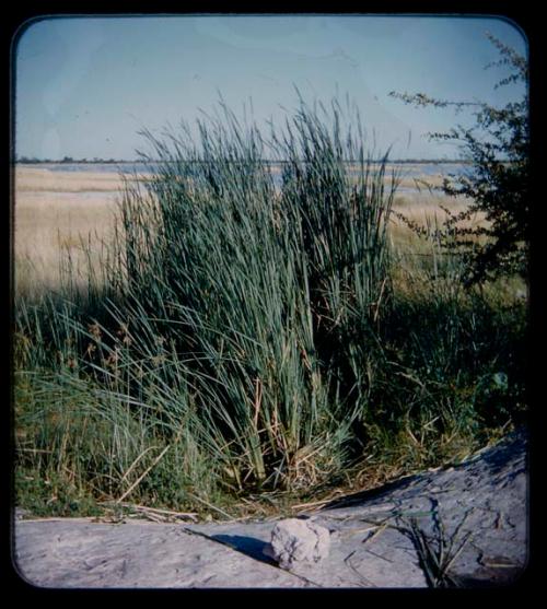 Waterhole: View of a waterhole