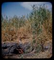 Waterhole: Man getting water from a waterhole