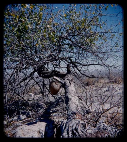 Water: Bag hung in a tree