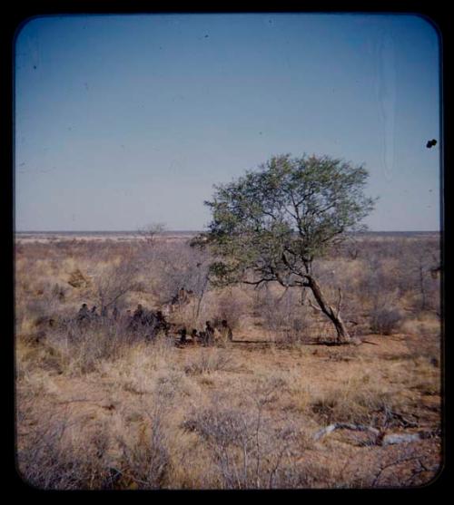 Werft: Group of people sitting near a tree, with several possessions hung in bushes