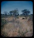 Werft: Landscape with grass, shrubs, and trees