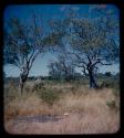 Werft: Landscape with grass, shrubs, and trees