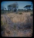 Werft: Landscape with grass, bushes, and trees