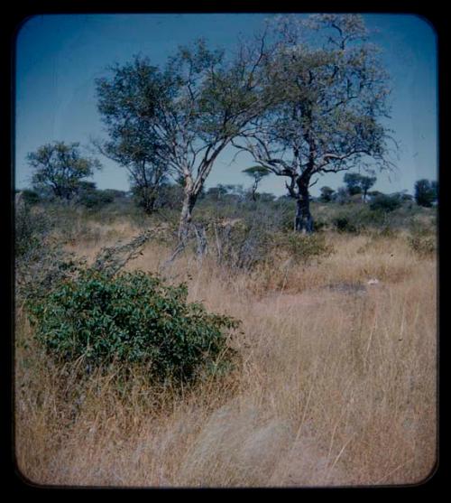 Werft: Landscape with grass, bushes, and trees