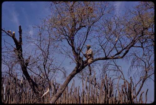 Man in tree cutting branches