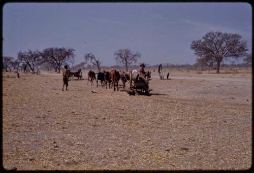 Two men with a cart pulled by oxen