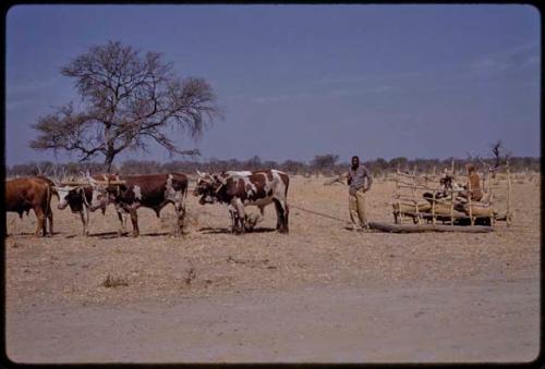 Two men with a cart pulled by oxen