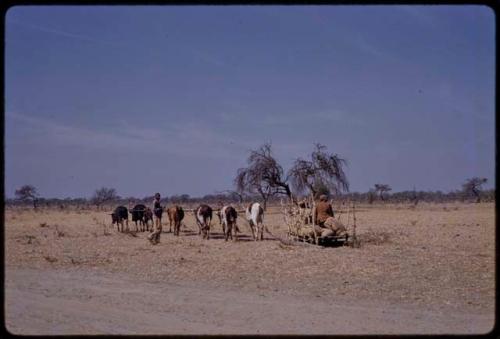 Two men with a cart pulled by oxen