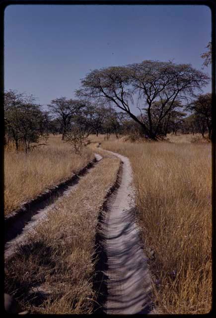 Road, shows ruts