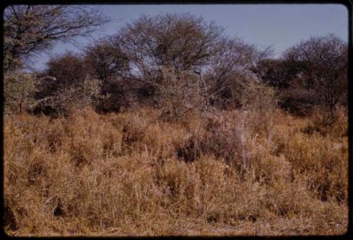 Landscape, grass and brush