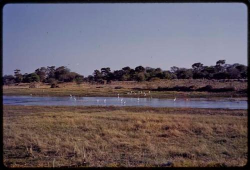 Egrets in Taoge River