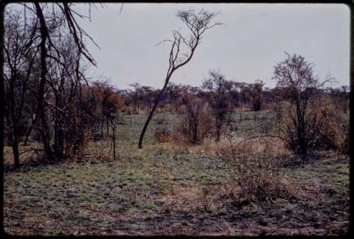 Landscape, green grass growing over burnt areas