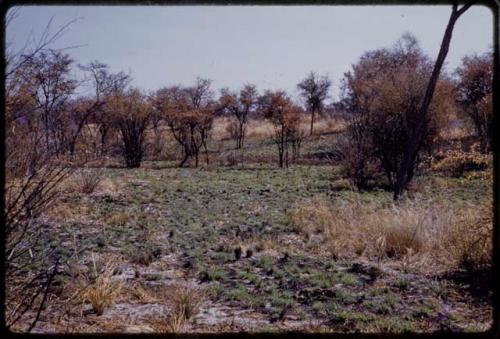 Landscape, green grass growing over burnt areas