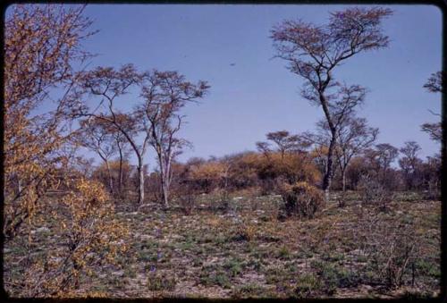 Landscape, green grass growing over burnt areas