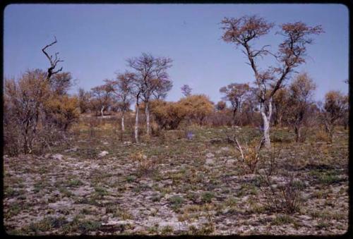 Landscape, green grass growing over burnt areas