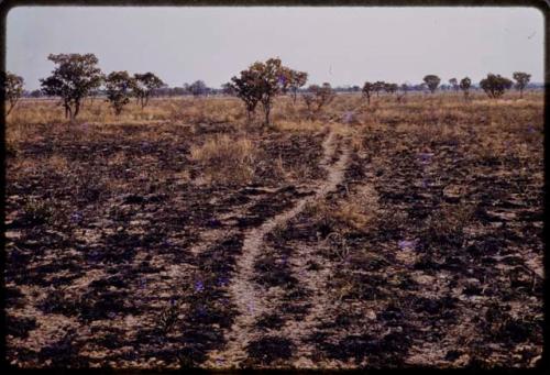 Landscape, showing cattle track