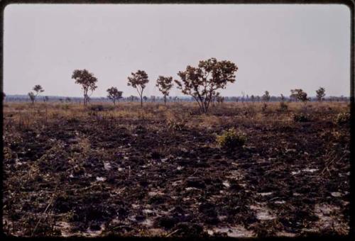 Landscape, burned-over area