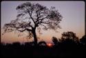 Landscape, sunset behind a tree