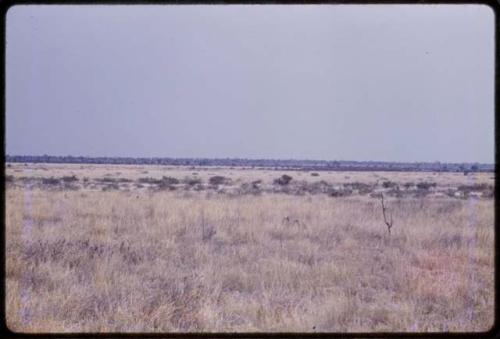 Landscape, grass and hills in the background