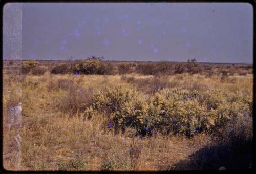 Landscape, grass and brush