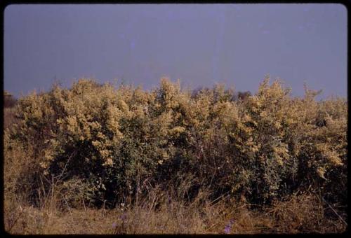 Green brush