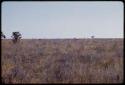 Landscape, grassy field