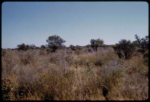 Expedition GMC and Jeep driving through brush