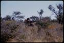 Expedition GMC and Jeep driving through brush